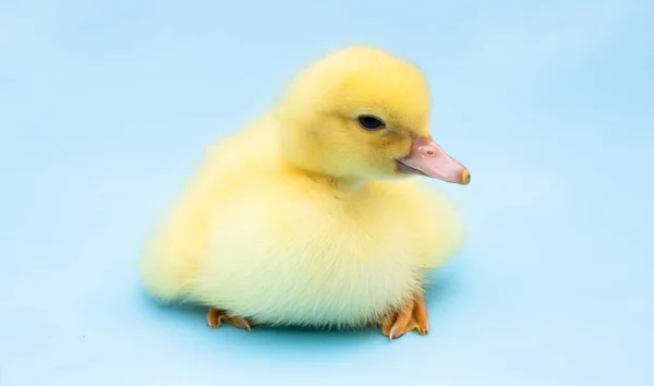 Cute Duckling Blue Background — Stock Photo, Image