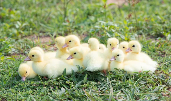 Yellow Duckling Nature Cute Duck One Week Old — Stockfoto