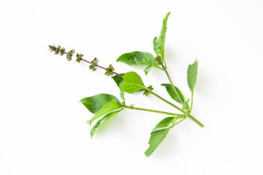 Tatlı Basil, beyaz arka planda Tayland Basili. Ocimum bazilika Linn.
