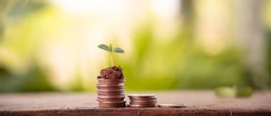 Finansal planlama, para büyüme konsepti. Masasında taze bitkiler olan bozuk paralar ve doğa bulanık.