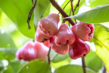 Ağaçtaki gül elması doğadan.