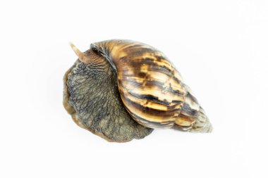 Beyaz arka plandaki salyangoz.