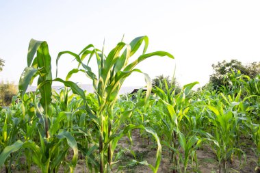 Doğadan gelen mısır tarlaları. Zea mays