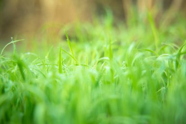 Yeşil çimenler ve güneş ışığı alan alan doğa arka planı. Paskalya arkaplanı.