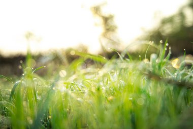 Yeşil çimenler ve güneş ışığı alan alan doğa arka planı. Paskalya arkaplanı.