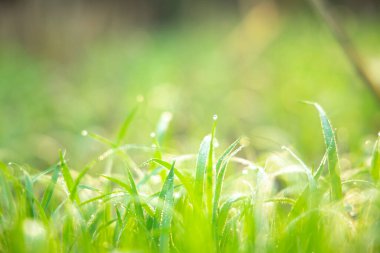 Yeşil çimenler ve güneş ışığı alan alan doğa arka planı. Paskalya arkaplanı.
