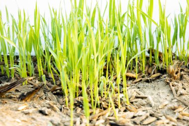 Beyaz arkaplanda yeşil çimen