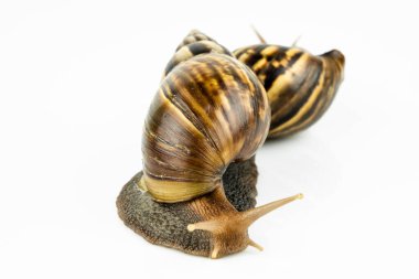 Beyaz arka plandaki salyangoz.