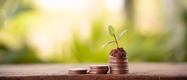 Financial planning, Money growth concept. Coins with young plant on table with backdrop blurred of nature