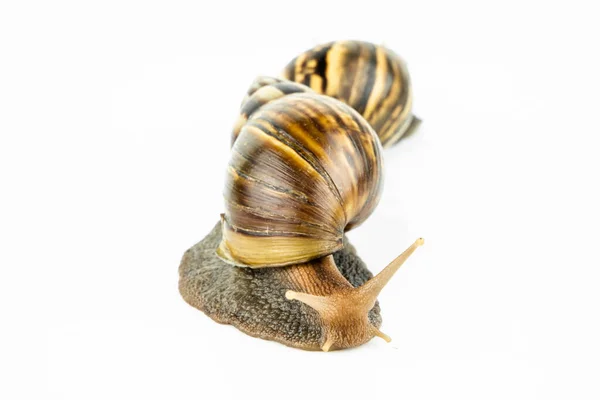 Snail White Background — Photo