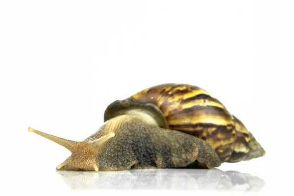 Snail White Background — Fotografia de Stock