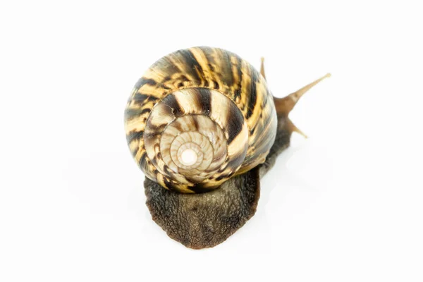 Snail White Background — Foto de Stock