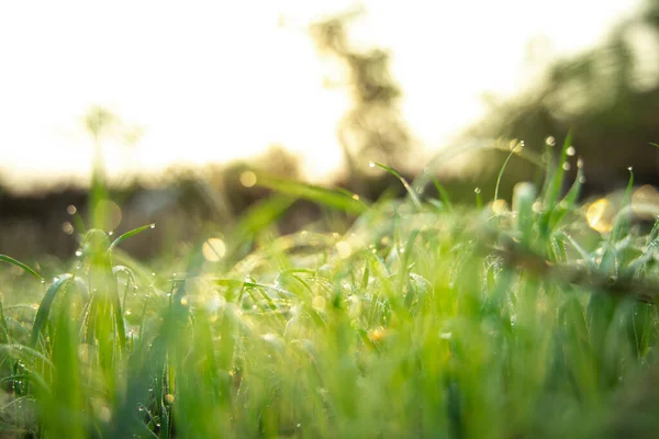 Green Grass Sunlight Field Nature Background Easter Day Backdrop — Stock Photo, Image