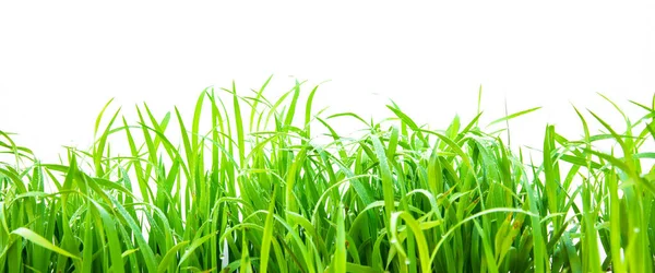 Hierba Verde Sobre Fondo Blanco — Foto de Stock