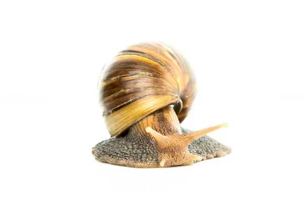 Snail White Background — Zdjęcie stockowe