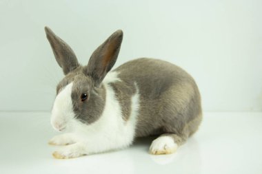 Tavşan beyaz masa arkasına oturur. Paskalya Günü