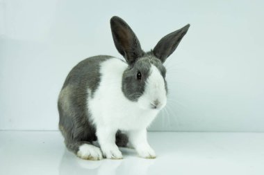 Tavşan beyaz masa arkasına oturur. Paskalya Günü