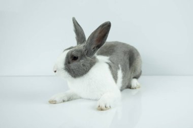 Tavşan beyaz masa arkasına oturur. Paskalya Günü