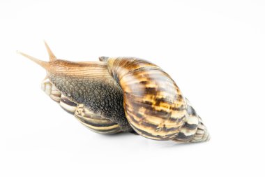 snail on white background, close up view