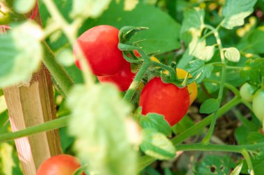Doğadan büyük bir domates. Sağlıklı olmak için taze domates..