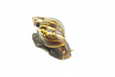 Beyaz arka plandaki salyangoz.