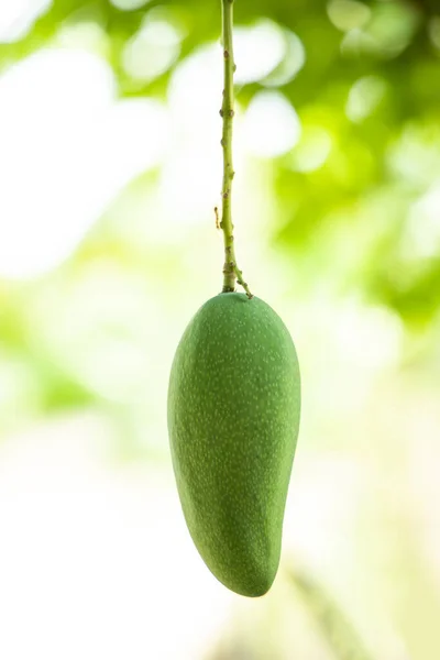 Mango Tree Nature — ストック写真