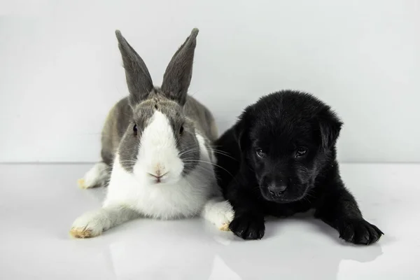 Rabbit Dog Sit White Table Background Easter Day —  Fotos de Stock
