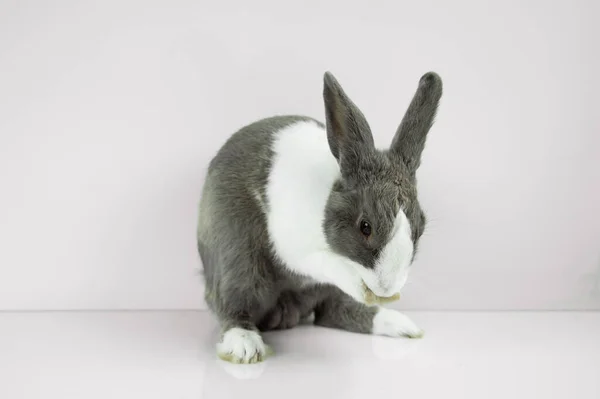 Rabbit Sit White Table Background Easter Day —  Fotos de Stock