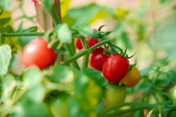 Big tomato from nature. Sweet Tomato fresh for healthy.