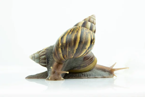 Close Snail Beautiful Shell Isolated Background — Fotografia de Stock