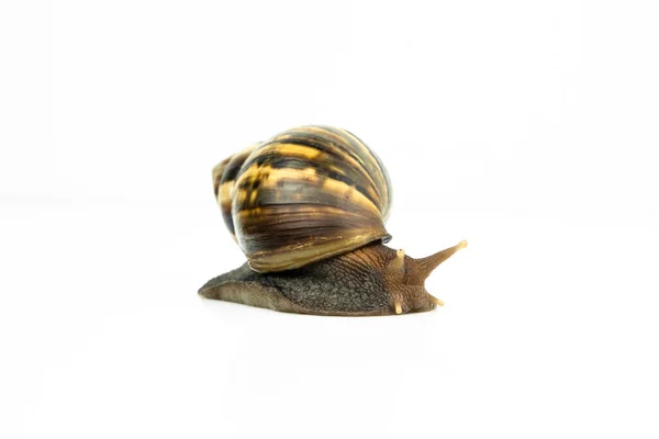 Snail White Background — Foto de Stock