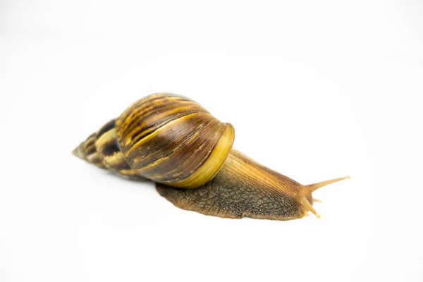 Snail White Background — Stock Photo, Image