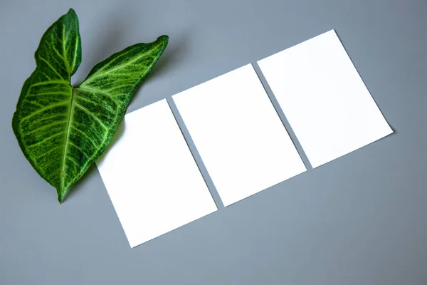 Flat lay blank portrait mock-up paper and Tropical jungle Monstera leaves. brochure magazine isolated on gray, changeable background.