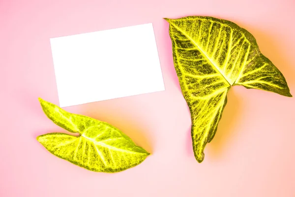 Flat lay blank portrait mock-up paper and Tropical jungle Monstera leaves. brochure magazine isolated on pink, changeable background.