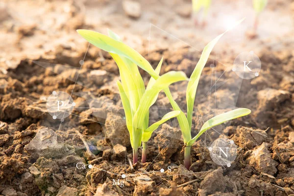 young plant in soil Growing plants that need fertilizer. The concept of plant care is the need for feeding with various fertilizers.
