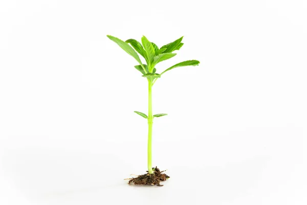 白い背景に隔離された植物の緑の芽 — ストック写真