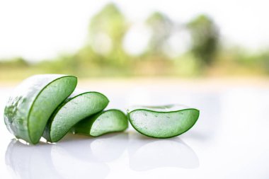 Aloe vera on white background. Real aloe vera from nature. for healthcare or medical concept.