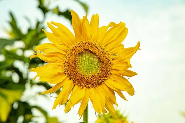 Closeup sun flower. Yellow sun flower from nature.