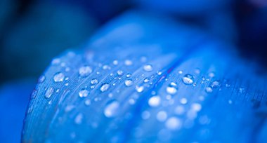Abstract blurred of water drop on blue leaves background. Soft focus.