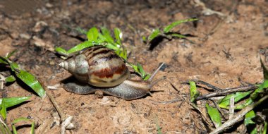 The snail on nature background.