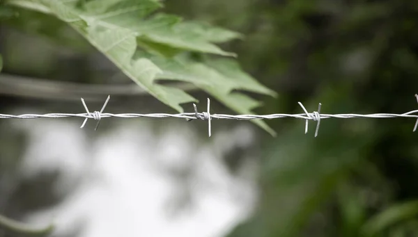 Steel barbed wires on nature backdrop. Human rights and social justice abstract concept with blurry barbed wire fence. Holocaust remembrance day for victims of torture.