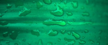 Abstract blurred of water drop on green leaves background. Soft focus.