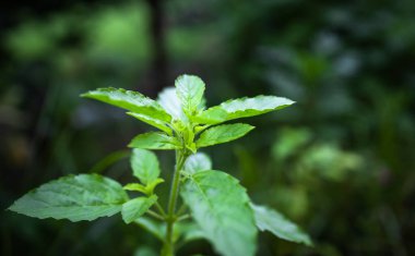 Green Holy Basil, Ocimum sanctum. Sweet Basil, Thai Basil on nature background. Ocimum basilicum Linn.