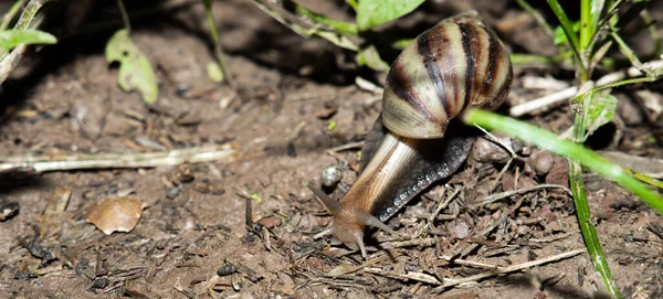 Snail Nature Background — Fotografia de Stock