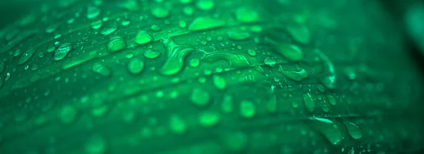 Abstract Blurred Water Drop Green Leaves Background Soft Focus — Foto de Stock