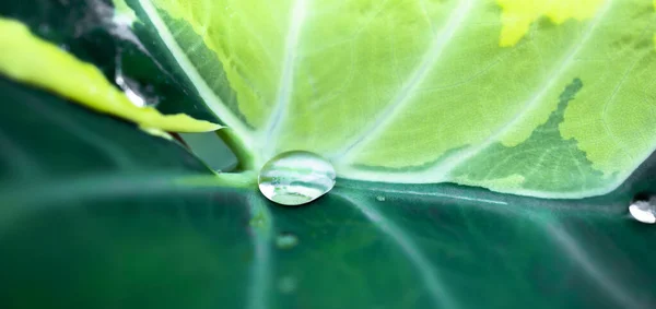 Abstract Blurred Water Drop Green Leaves Background Soft Focus — Foto de Stock