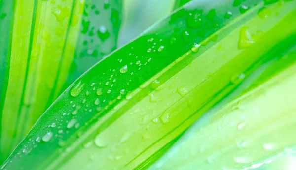 Абстрактні Розмиті Краплі Води Фоні Зеленого Листя Який Фокус — стокове фото