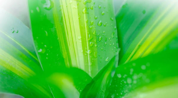 Abstract Blurred Water Drop Green Leaves Background Soft Focus — Zdjęcie stockowe