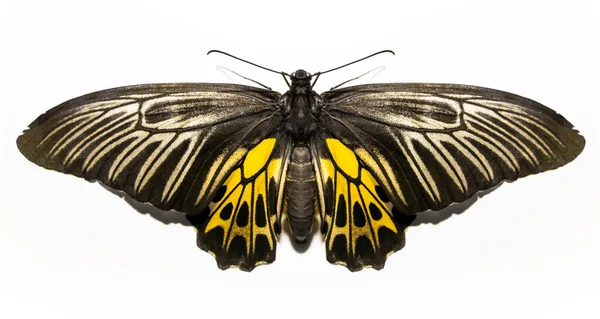 Butterfly White Background Big Butterfly Black Yellow Beautiful — Stockfoto