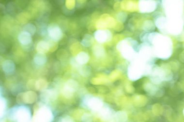 Nature blurred light abstract background. Natural outdoors bokeh background, Blurred forest background